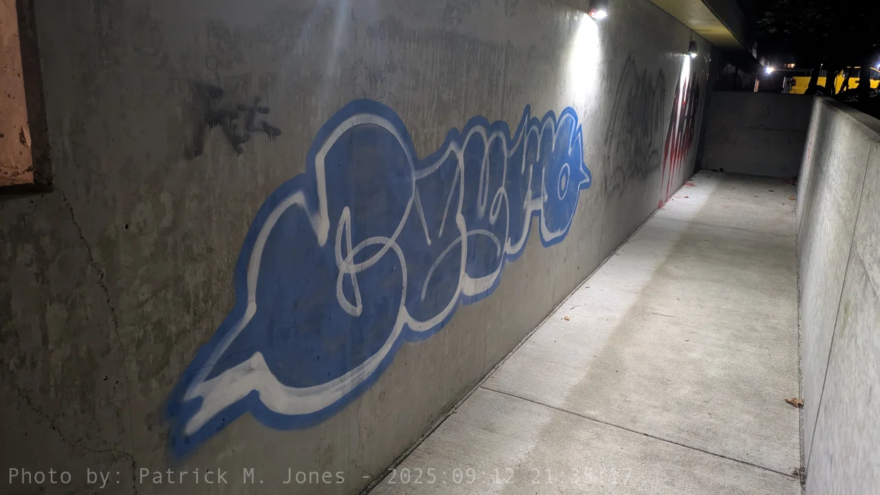 Cosmo under the lights